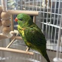 コセイガイインコ(ローリー)の里親様募集