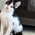 可愛くて元気なミントちゃんゴロゴロ甘えん坊