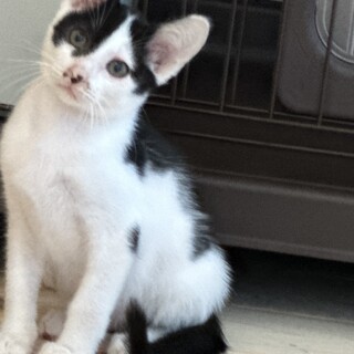 可愛くて元気なミントちゃんゴロゴロ甘えん坊