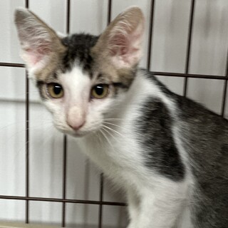 お耳が大きな天君