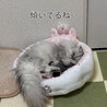 7ニャンズママ