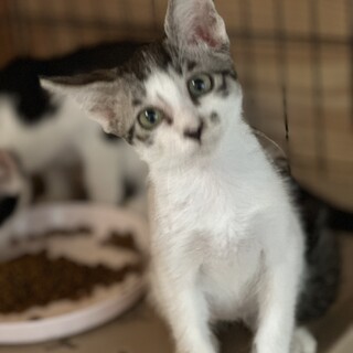 可愛いお顔のキジ白ハル君