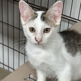 可愛いキジ白ももちゃんゴロゴロ言います