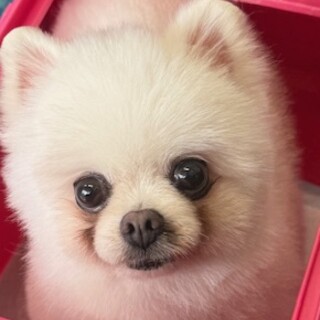 ポメラニアンの女の子