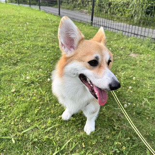 元気いっぱいコーギーの女の子（1歳）新しい家族探し