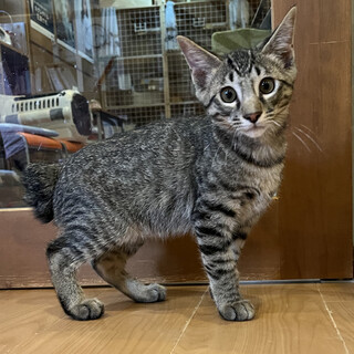 のんびりやさんのキジトラ 藤むらさきちゃん