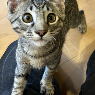 好奇心旺盛でやんちゃな花むらさき君