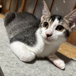 ツンデレ女の子　おちゃめちゃん