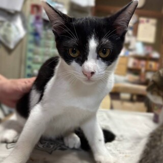 おとなしい女の子　くろはちちゃん