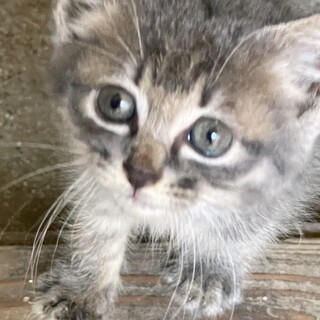 子猫ちゃんの里親を探しています すみません