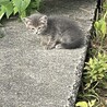 子猫ちゃんの里親を探しています すみません サムネイル2