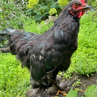 人懐こいブラマ♂鶏