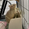 デグー　パイド　男の子