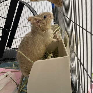 デグー　パイド　男の子