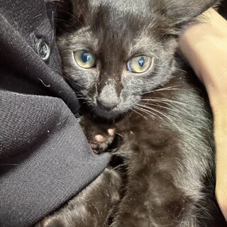 3か月の子猫①元気な黒猫トビ（仮）ちゃん　メス