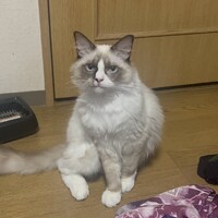 ムース