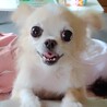 チワワのカリスマ
