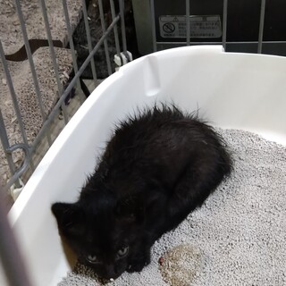急募！生後一ヶ月の黒猫
