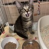人懐こい甘えん坊さんな赤にゃん サムネイル2