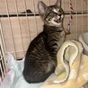 人懐こい甘えん坊さんな赤にゃん サムネイル3