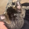 人懐こい甘えん坊さんな赤にゃん サムネイル4