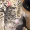 人懐こい甘えん坊さんな赤にゃん サムネイル5