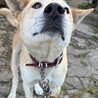 小さな子供にも優しい人懐っこい中型犬です。 サムネイル2