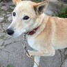 小さな子供にも優しい人懐っこい中型犬です。 サムネイル4