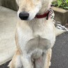 小さな子供にも優しい人懐っこい中型犬です。 サムネイル5