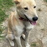 小さな子供にも優しい人懐っこい中型犬です。 サムネイル6