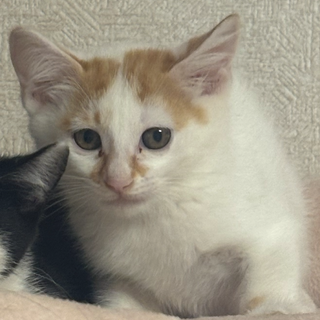 生後２ヶ月の仔猫の里親大募集