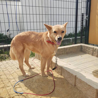 控えめに家族を見つめるチャーちゃん