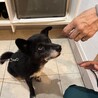 人懐っこくて賢いクーくん サムネイル2