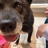人懐っこくて賢いクーくん サムネイル3