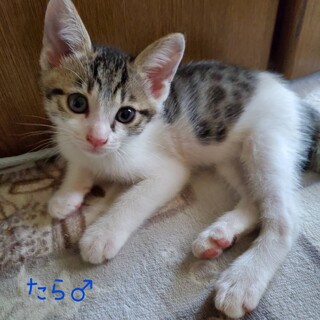 ちびっこ4兄妹☆うに☆たら☆いくら☆ひな