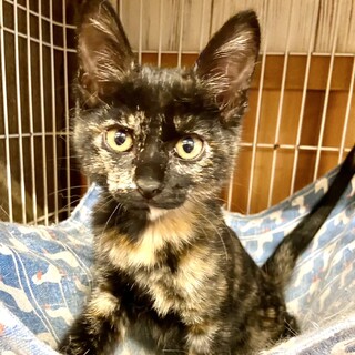 しっぽの先に白い魔法 ちょっぴりビビりなせんちゃん