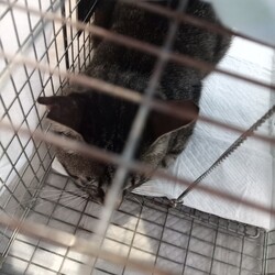 TNR