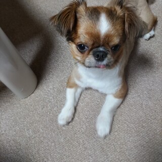豊田市でチワワの里親さん募集致します。