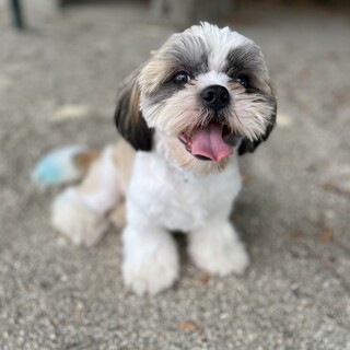 シーズー男の子 1歳　里親募集