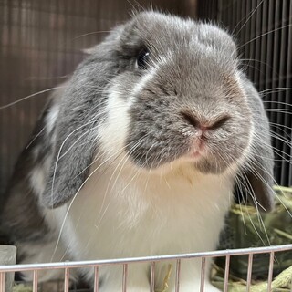 ホーランドロップ