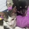 人が大好きでとても愛情深いです サムネイル4