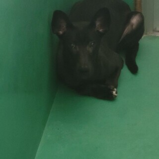 ビビりな野犬の子犬のダダ