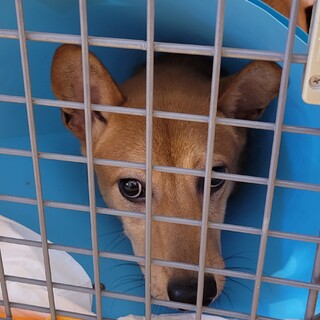 ビビりな野犬の子犬ねね