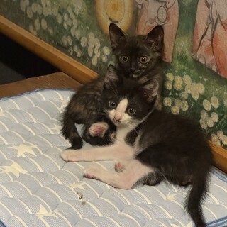 可愛い子猫( ¨̮ )