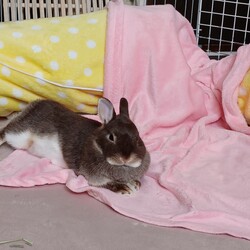 うさぎの避妊手術のリスク