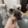 おっとり、、優しい美人シュナウザー　ダブちゃん サムネイル2