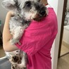おっとり、、優しい美人シュナウザー　ダブちゃん サムネイル5