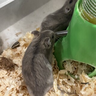 ジャンガリアンハムスター　ブルーサファイア　オス