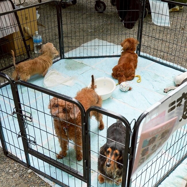 保護犬ボランティアマイレのカバー写真