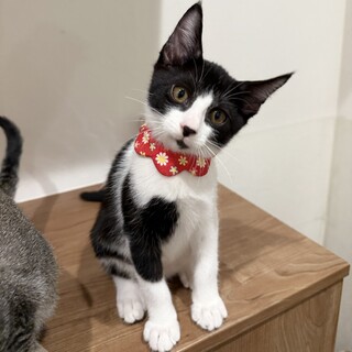 【人慣れレベル：最強】腕にハート型かわいいハチワレ